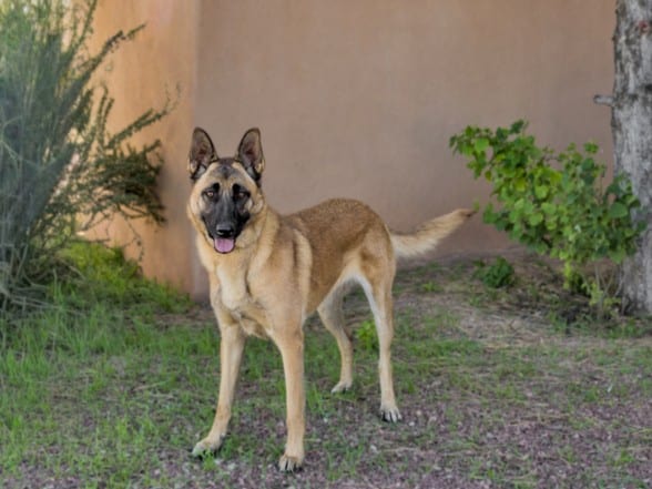 Photo of Maude, adoptable Mixed Breed in Santa Fe, New Mexico