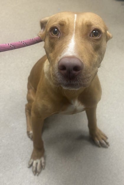 Photo of Zev, adoptable dog in Chamblee, Georgia