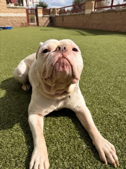Photo of Ralph, adoptable American Bulldog in Derwood, Maryland