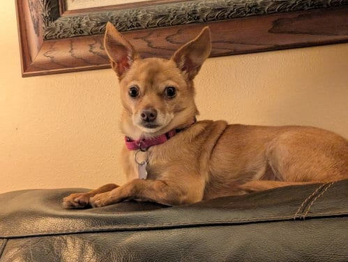 Photo of Honey, adoptable Chihuahua in Sioux Falls, South Dakota