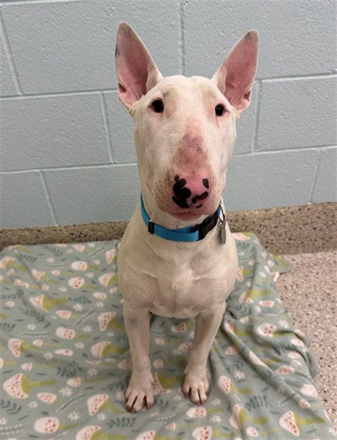 Photo of Archibald, adoptable Bull Terrier in Brighton, Colorado