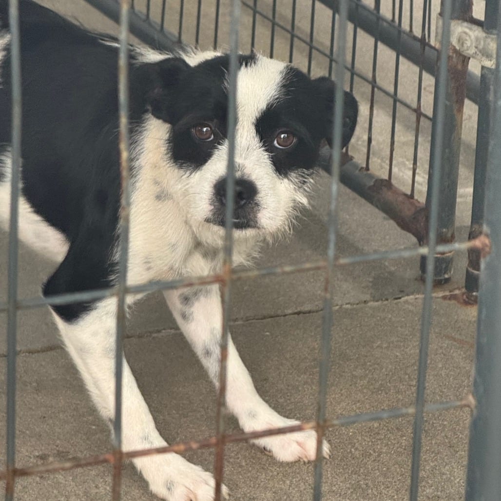Photo of PePe, adoptable Terrier / Mix