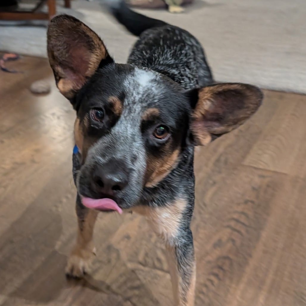 Photo of Alex, adoptable American Blue Heeler in Potomac, Maryland