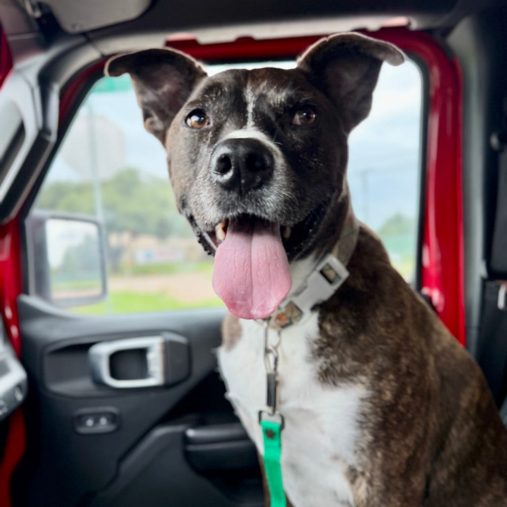 Photo of Jack Barkley, adoptable Terrier, Pit Bull in Dallas, Texas
