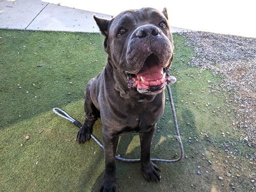 Photo of Gargoyle, adoptable Cane Corso Mastiff in Phoenix, Arizona