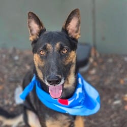 Photo of Blink JuM, adoptable German Shepherd Dog in Hartford, Connecticut