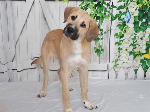 Photo of Butter, adoptable Anatolian Shepherd in Oroville, California