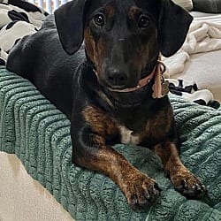 Photo of Daisy - Bonded With Norman - So Ca, adoptable Dachshund in Los Angeles, California