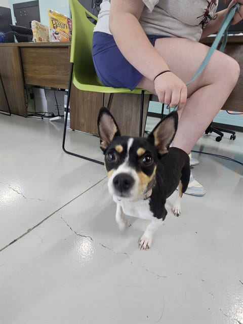Photo of Leidi May, adoptable Chihuahua in Temple, Texas