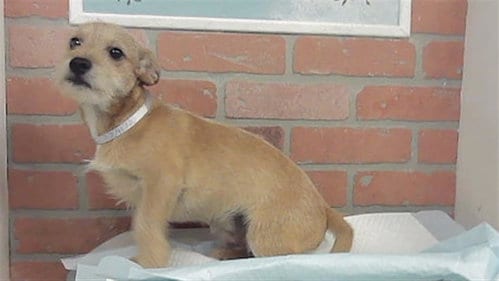 Photo of Dennis, adoptable Chihuahua in Houston, Texas