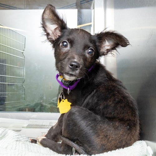 Photo of Frannie, adoptable Labrador Retriever in Maryland, Missouri