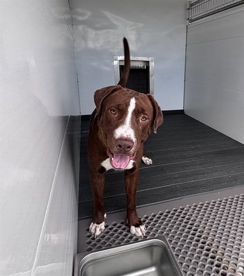 Photo of Julio, adoptable Labrador Retriever in San Bernardino, California