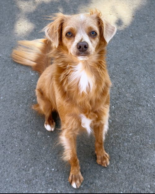 Photo of Latte, adoptable Chihuahua in Sequim, Washington
