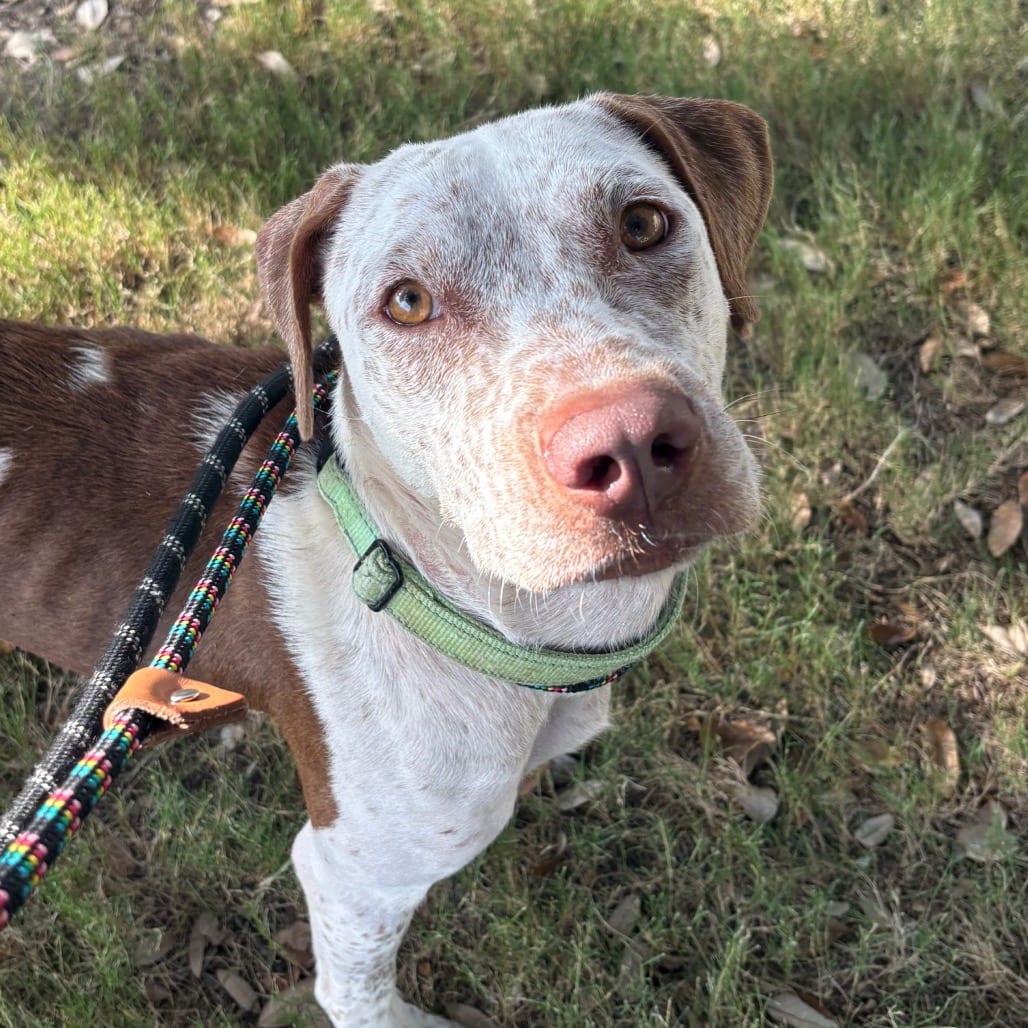 Photo of Wingstop, adoptable Pointer, German Shorthaired in San Antonio, Texas