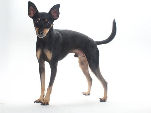 Photo of Max, adoptable Chihuahua in Burbank, California