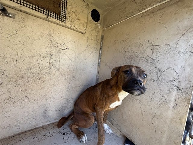 Photo of Senior Boxer and Pit Bull Terrier, adoptable Boxer and Pit Bull Terrier in Oklahoma City, Oklahoma