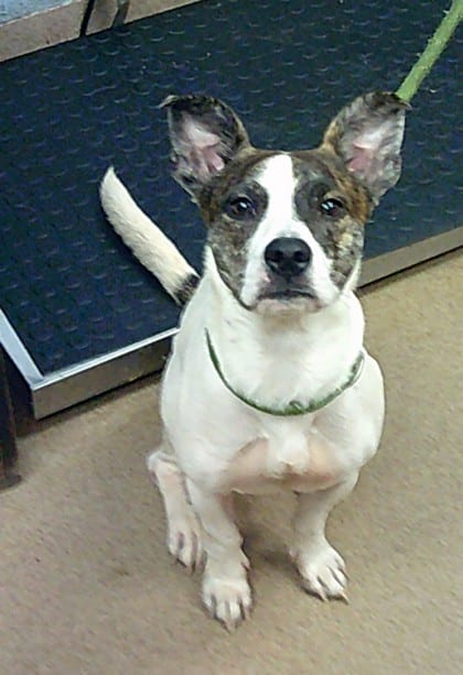 Photo of Leblanc, adoptable dog in Chamblee, Georgia