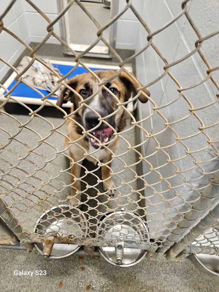 Photo of Chandler, adoptable Shepherd in Madison, Alabama