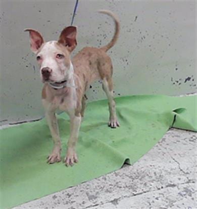 Photo of Cloe, adoptable Staffordshire Bull Terrier in Houston, Texas