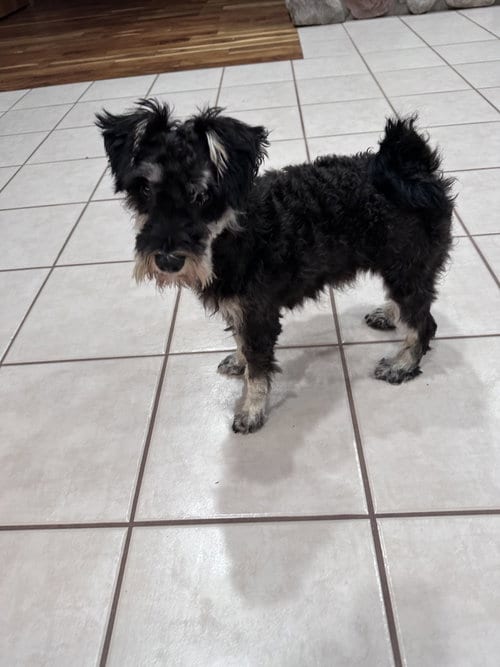 Photo of Maddie, adoptable Schnauzer in Marine City, Michigan
