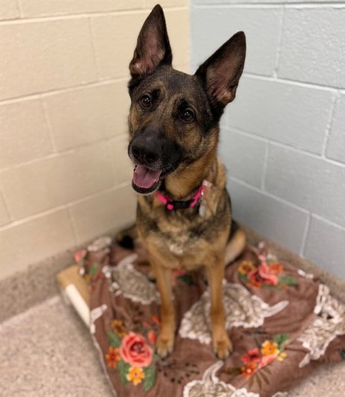 Photo of Maya, adoptable German Shepherd Dog in Brighton, Colorado