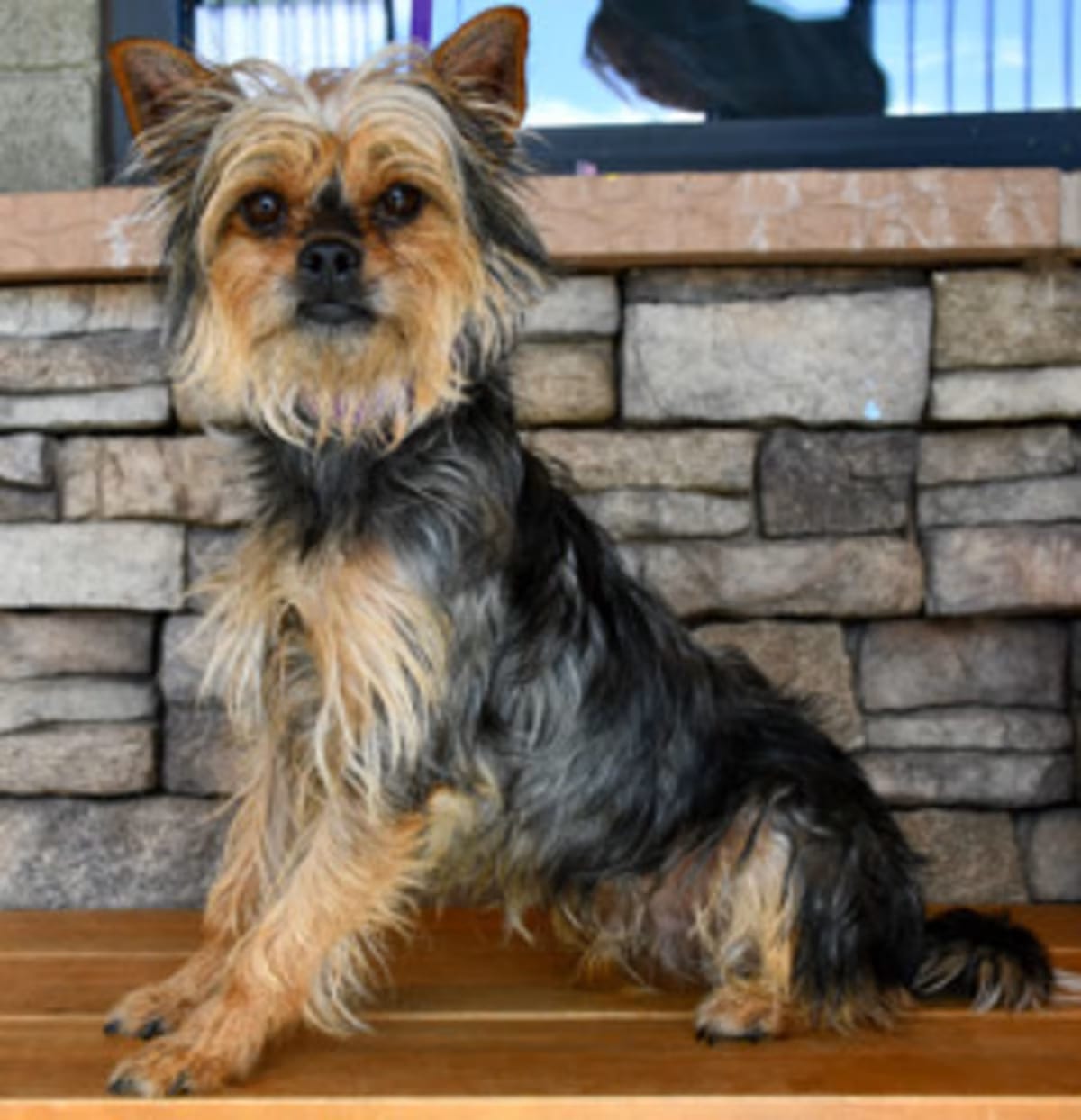 Photo of Ozzy, adoptable Yorkie, Yorkshire Terrier in Yakima, Washington