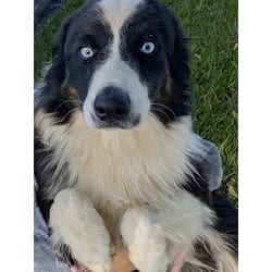 Photo of Fine, adoptable Border Collie in Doral, Florida