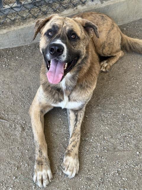 Photo of Gio, adoptable Mastiff in Riverside, California