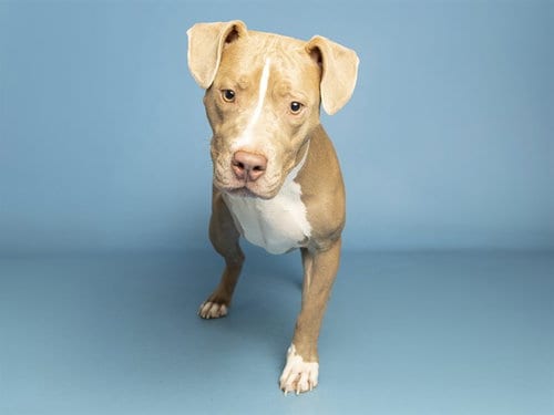 Photo of Penelope, adoptable American Pit Bull Terrier in Phoenix, Arizona