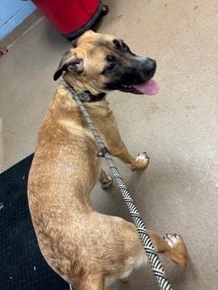 Photo of Muzz - IN FOSTER, adoptable dog in Chamblee, Georgia