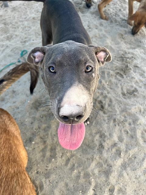 Photo of Blue, adoptable Pit Bull Terrier in Thousand Palms, California