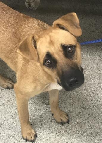 Photo of A432536, adoptable German Shepherd Dog in Conroe, Texas