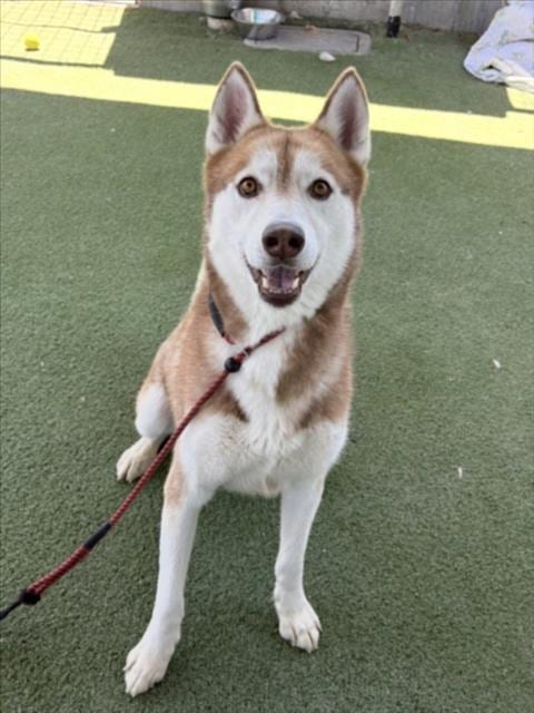 Photo of Syven, adoptable Husky in Los Angeles, California