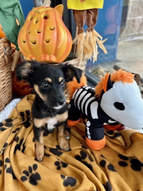 Photo of Luna, adoptable Dachshund in Temple, Texas