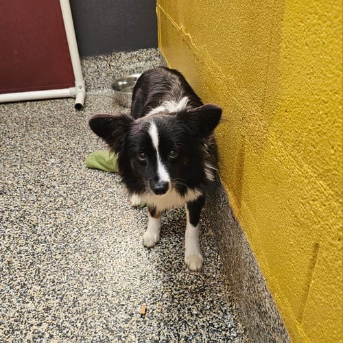 Photo of Elf, adoptable Chihuahua in Metairie, Louisiana