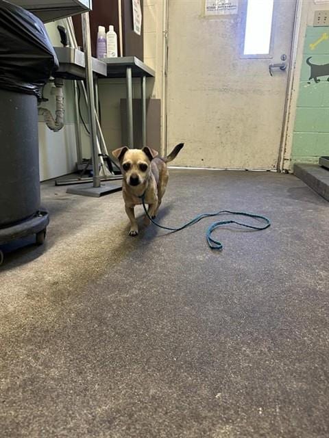 Photo of Spartacus, adoptable Chihuahua in Sacramento, California