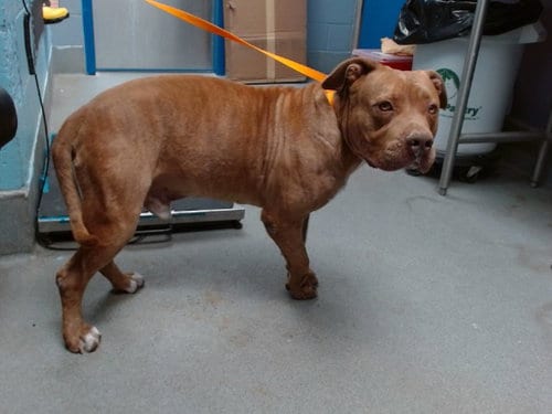 Photo of Brando, adoptable American Pit Bull Terrier in Albuquerque, New Mexico