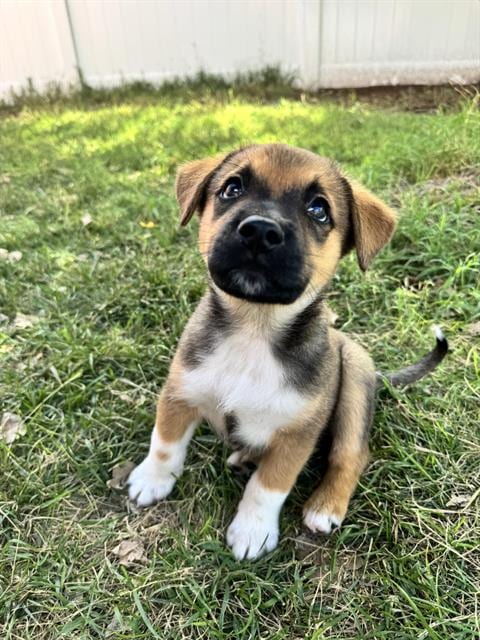 Photo of Billy, adoptable Australian Cattle Dog/Blue Heeler in Albuquerque, New Mexico