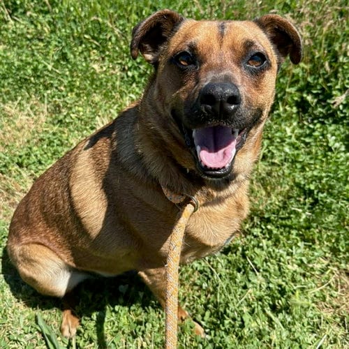 Photo of Strudel, adoptable Dachshund in Yreka, California