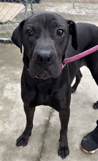 Photo of Eleanor, adoptable Labrador Retriever in Palmetto, Florida