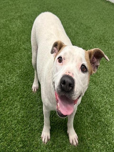 Photo of Skye, adoptable American Pit Bull Terrier in Mesa, Arizona