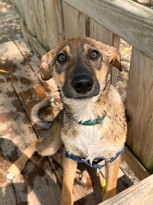 Photo of Vela, adoptable Terrier in Elmsford, New York
