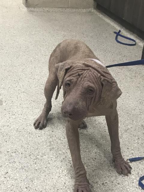 Photo of Orson, adoptable Pit Bull Terrier in Conroe, Texas