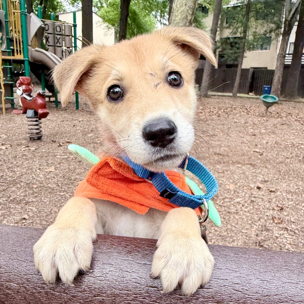 Photo of Brooklyn, adoptable Shiba Inu / Mix in Northern Virginia, Virginia