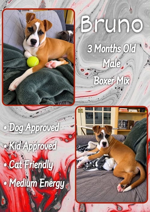 Photo of Bruno, adoptable Boxer in Jacksonville, North Carolina