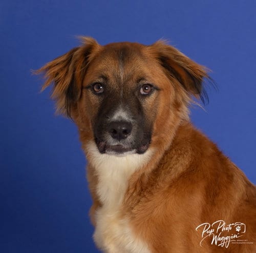 Photo of Freya, adoptable Spaniel in Claremore, Oklahoma