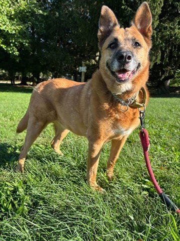 Photo of Pepper, adoptable German Shepherd Dog in Akron, Ohio