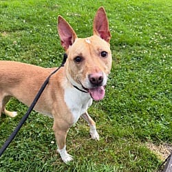 Photo of Dolan, adoptable Shepherd (Unknown Type) in Lyons, New York