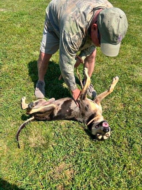 Photo of Ralph, adoptable Terrier in Abbeville, Louisiana