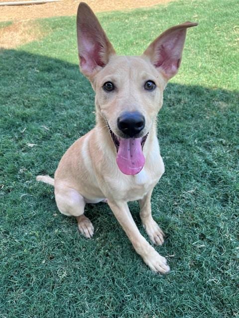 Photo of Smokey, adoptable Labrador Retriever in Plano, Texas